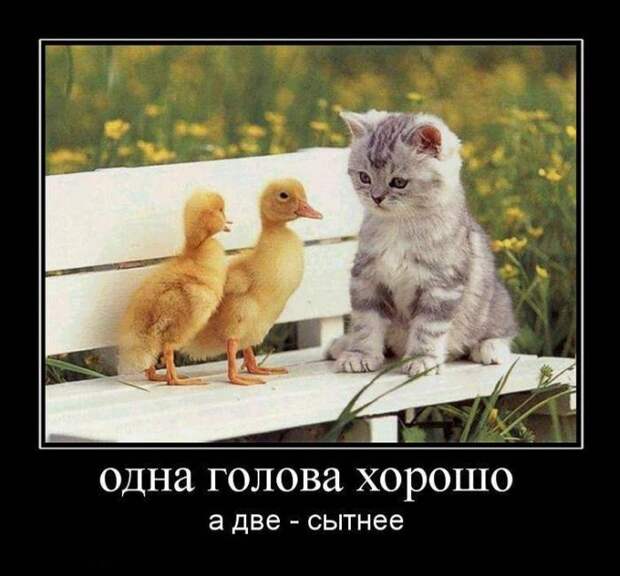 Демотиваторы смех, демотиваторы, прикол, юмор