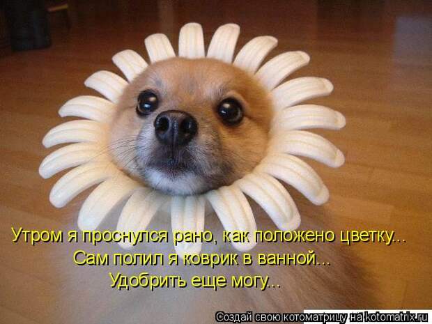 Famous Funny Dog Quotes Deckss Talking Dogs Videos - FunPict…
