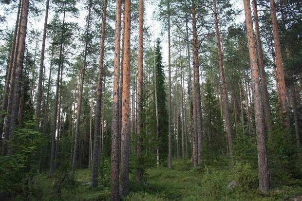 Глубокая Карелия: Костомукша путешествия, факты, фото