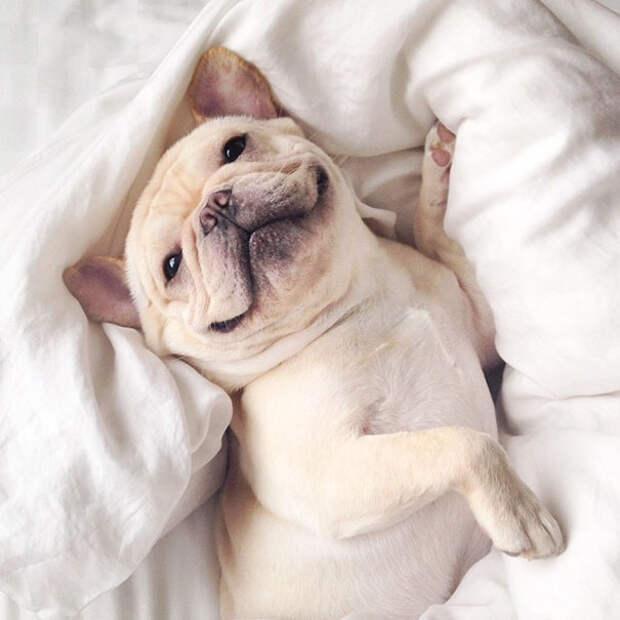 cute-bulldog-smiling-sleeping-dog-narcoleptic-frenchiebutt-millo-26