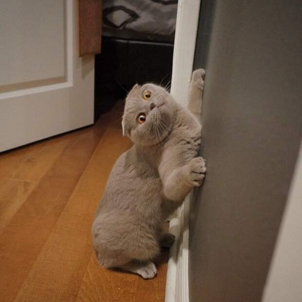 фотографии смешных котов серый кот у стены