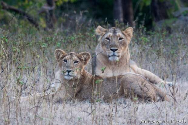 Львы (лат. Panthera leo) (англ. Lions)