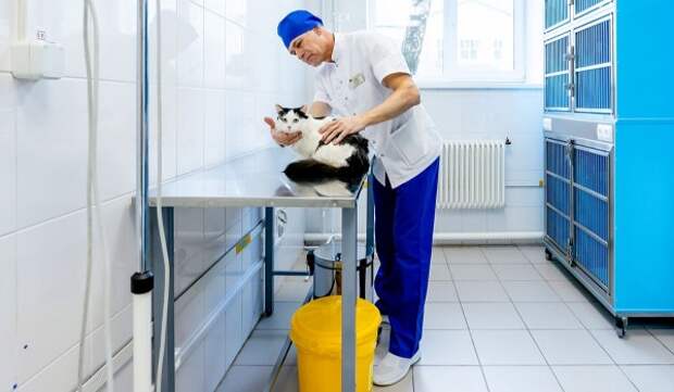 Свыше 300 ветеринарных врачей работают в государственных клиниках Москвы
