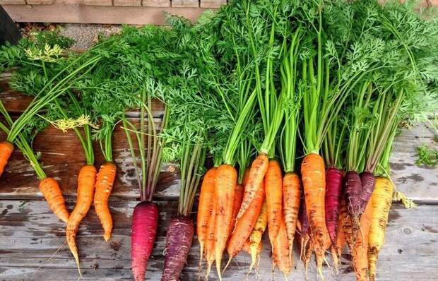 5 «возможностей» морковной ботвы, которую не стоит торопиться выбрасываться в мусор