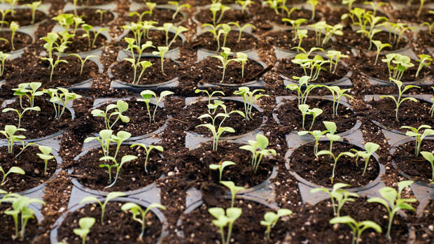 В России разработали удобрение для выращивания растений без почвы