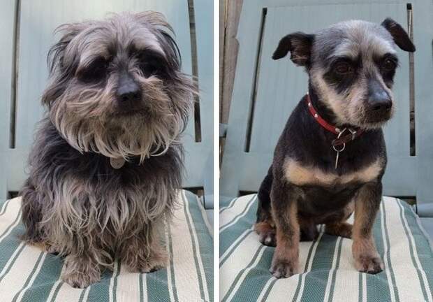 20 лохматых собак преобразившихся после стрижки до и после, домашний питомец, животные, собака, стрижка