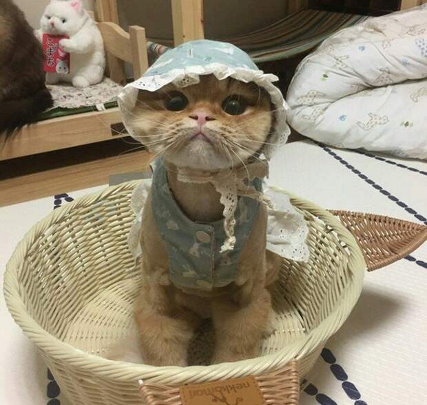 Кот в одёжке