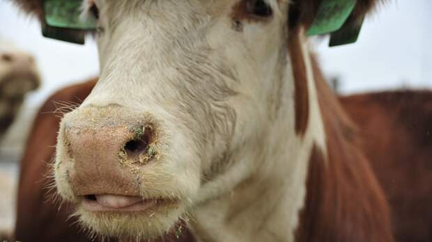 В Алтайском крае ликвидируют очаги пастереллеза на трех сельскохозяйственных предприятиях