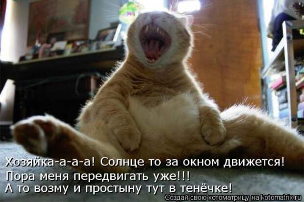 Котоматрицы(картинки с надписями)