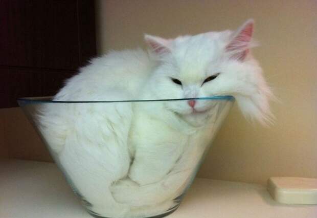Милое,коты,кошки, коробка,ёмкость.ваза