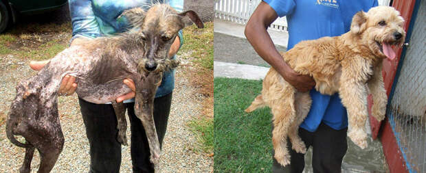 Бездомные собаки до и после приюта