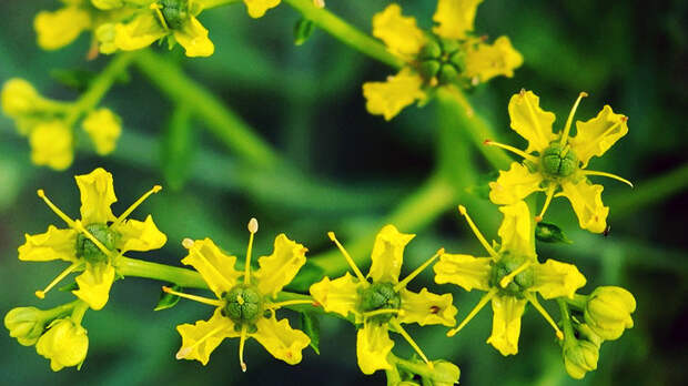 Рута для бодрости