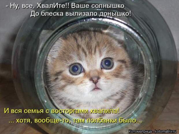 Лучшие котоматрицы недели (50 фото)