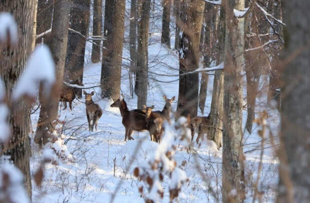 Как в заповеднике Plaiul Fagului поддерживают фауну в холодное время года