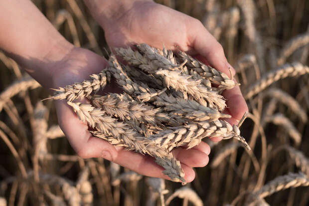 ЦЦИ: экспортные цены на российскую пшеницу за месяц выросли на 15,6%