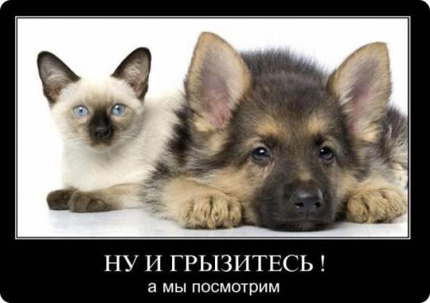 Подборка классных демотиваторов № 93