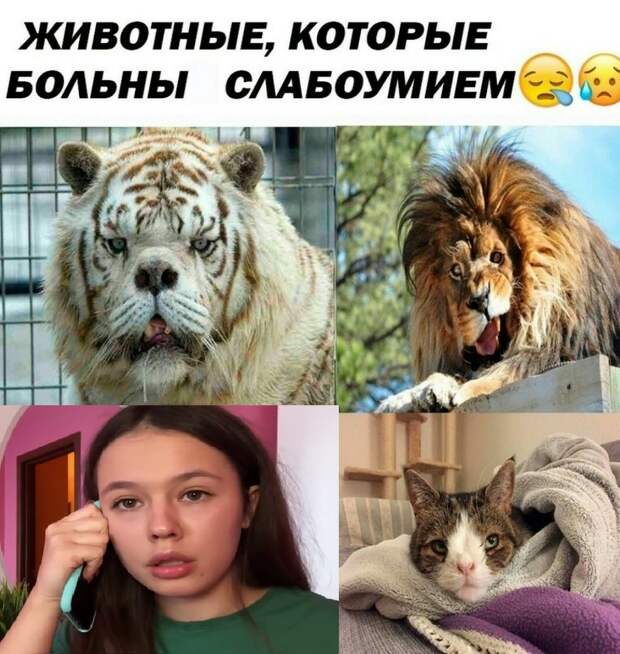 Инстасамка Инстасамка