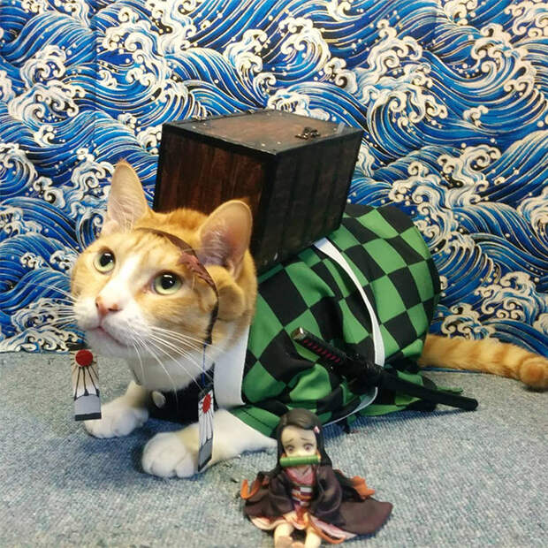 Котики, которые не обходятся без боевой брони