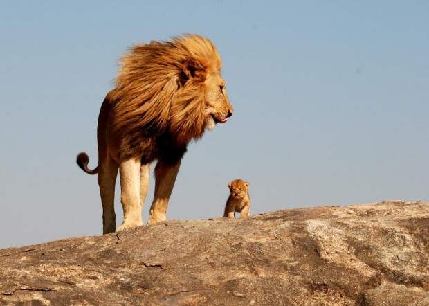 Львы (лат. Panthera leo) (англ. Lions)