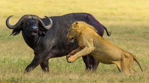 Естественные враги буйвола африканского