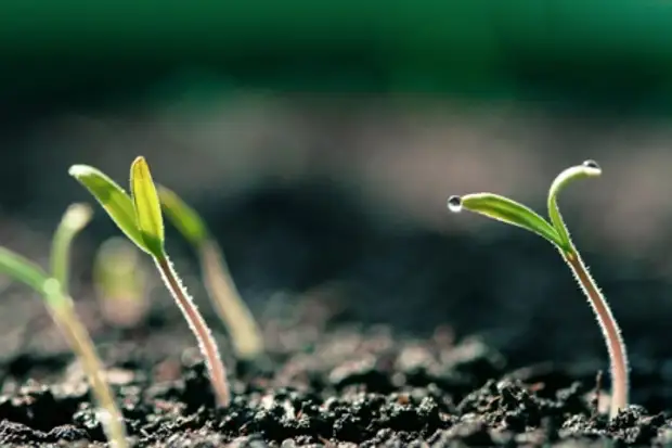 Эволюция мозга