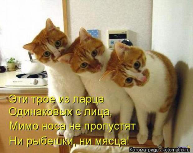 Котоматрицы(картинки с надписями)