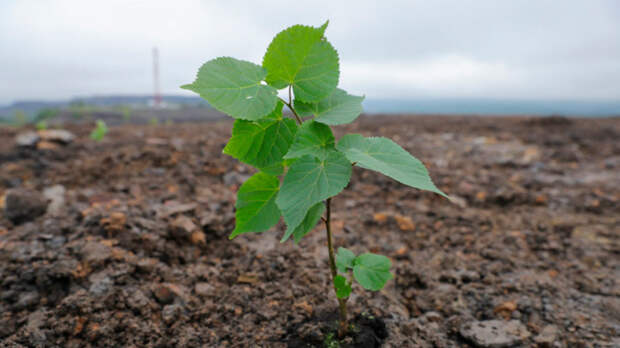 "Кузбассразрезуголь" создал первый в стране экополигон для восстановления земель