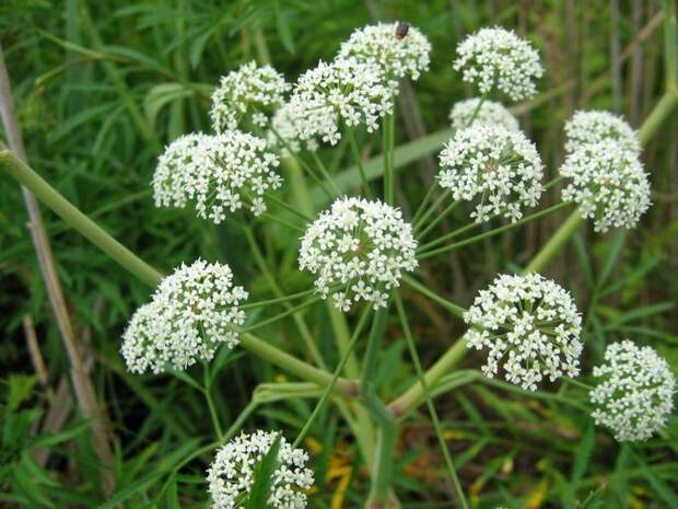 Cicuta_virosa (700x525, 89Kb)