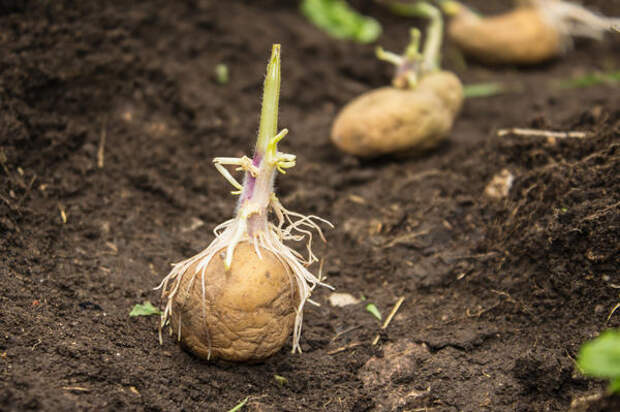 Картофель, пророщенный во влажном субстрате