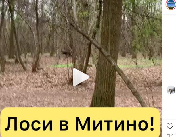 В ландшафтный парк в Митине забежал лось и устроил переполох