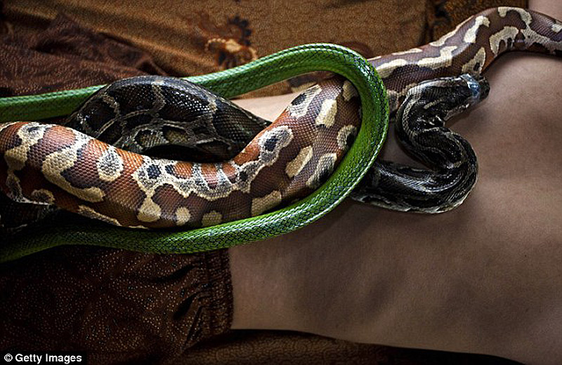 Змеиный массаж snakemassage06 Змеиный массаж
