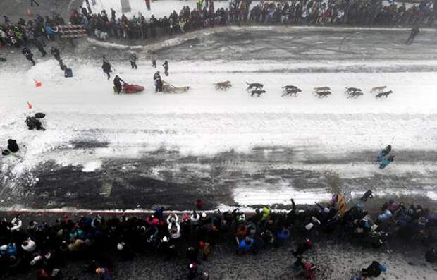 Гонка на собачьих упряжках Iditarod 2013