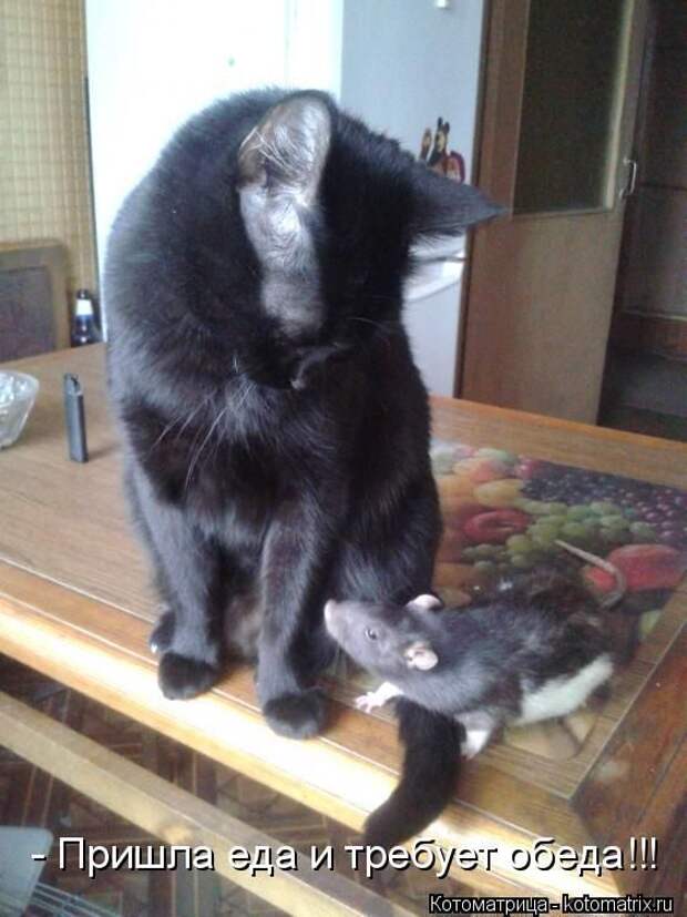 Лучшие котоматрицы недели