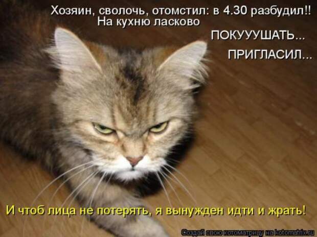 Котоматрицы (картинки с надписями)