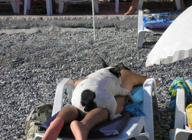 собака
