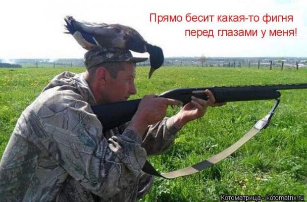 Лучшие котоматрицы недели (50 фото)