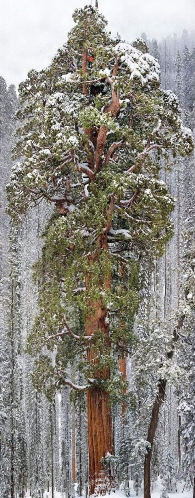 Впечатляющие фотографии обо всём на свете (21 фото)