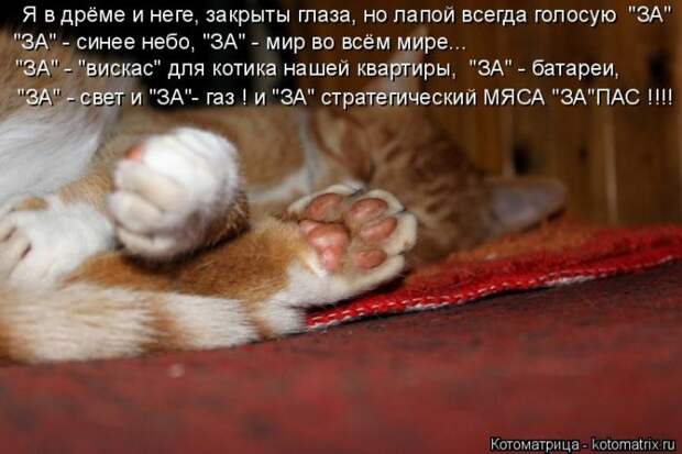 Лучшие котоматрицы недели Лучшие котоматрицы недели