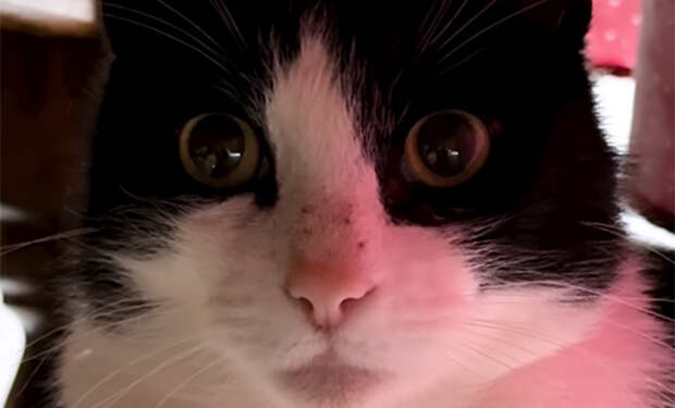 Источник фото: Oddity Central