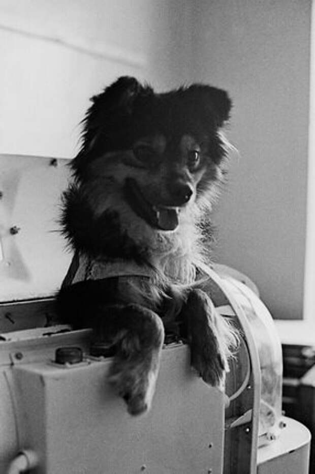 В. Носков. Собака-космонавт «Уголек» в контейнере. 1966. РИА Новости