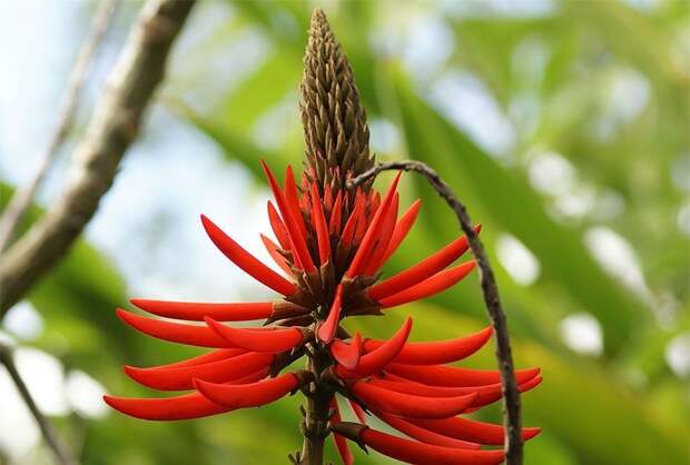 NewPix.ru - Коралловое дерево