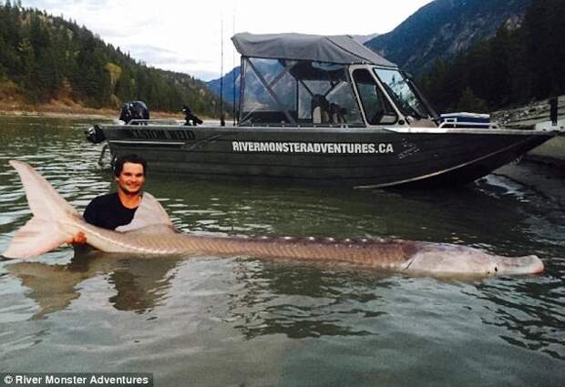 В Канаде поймали легендарного 300-килограммового осетра осетр, рыбалка, улов