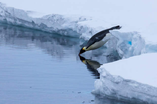 Пингвины охотно плавают даже в ледяной воде
