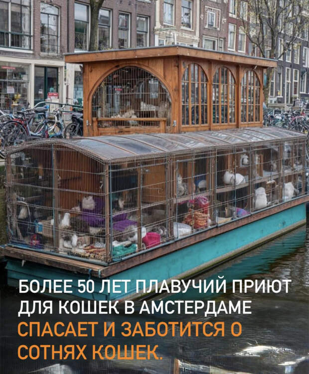 Разное>Братья наши меньшие,,,,,,