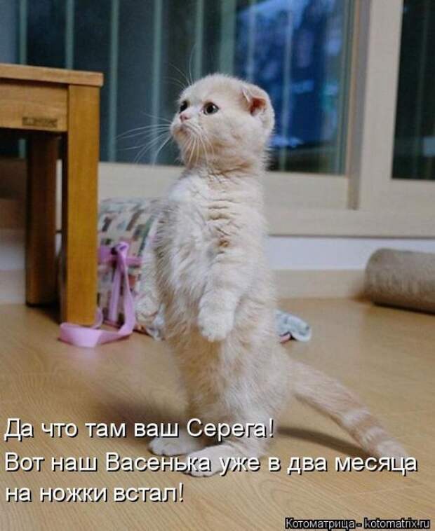Лучшие котоматрицы недели Лучшие котоматрицы недели