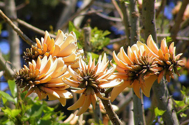 NewPix.ru - Коралловое дерево