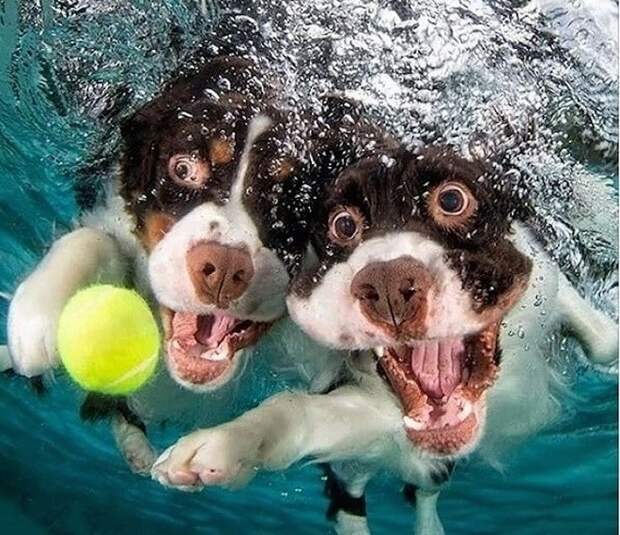 Собаки и желтый мяч