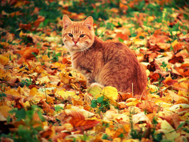 Autumn Animals