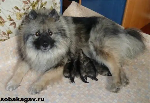 Кеесхонд собака. Описание, особенности, уход и цена породы кеесхонд