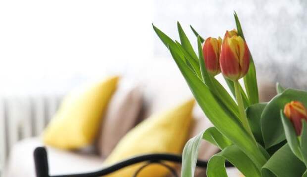 Растение месяца: тюльпан на подоконнике к 8 марта